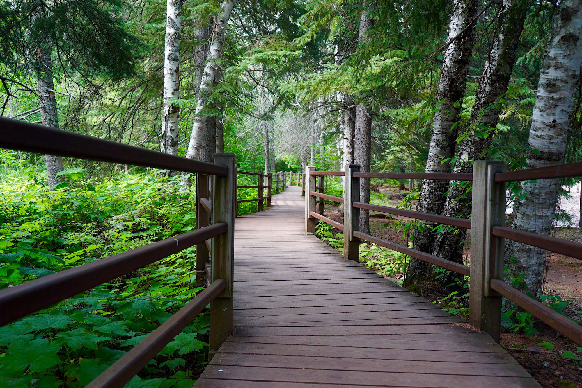 Hiking trails at Gooseberry Falls State Park